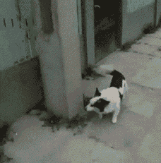 Dantes Wings Gifs n Things