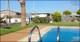 Dantes Wings Gifs n Things