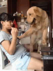 Dantes Wings Gifs n Things