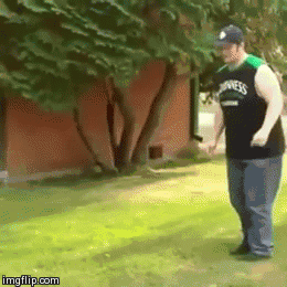 Dantes Wings Gifs n Things