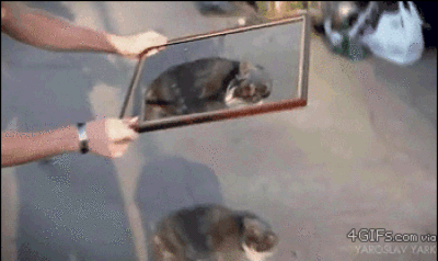 Dantes Wings Gifs n Things