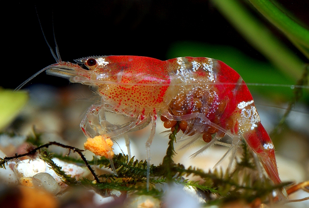 Dantes Wings Gifs n Things