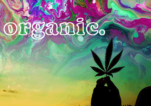 Dantes Wings Gifs n Things