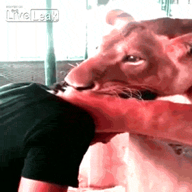 Dantes Wings Gifs n Things