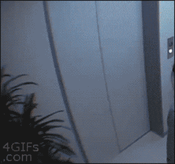 Dantes Wings Gifs n Things