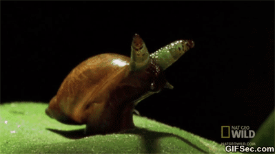 Dantes Wings Gifs n Things