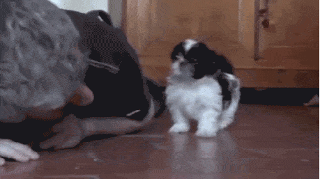 Dantes Wings Gifs n Things