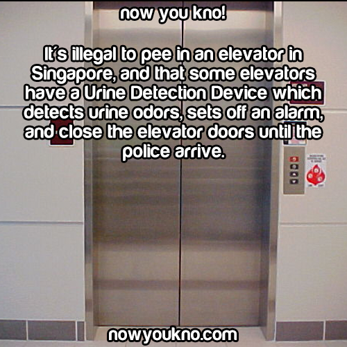 Dantes Wings Gifs n Things