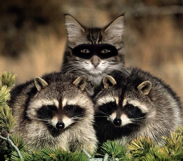 Dantes Wings Gifs n Things