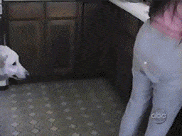 Dantes Wings Gifs n Things