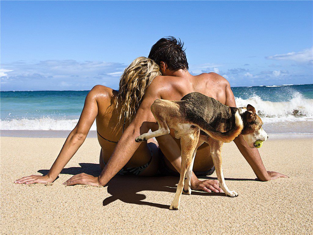 Dantes Wings Gifs n Things