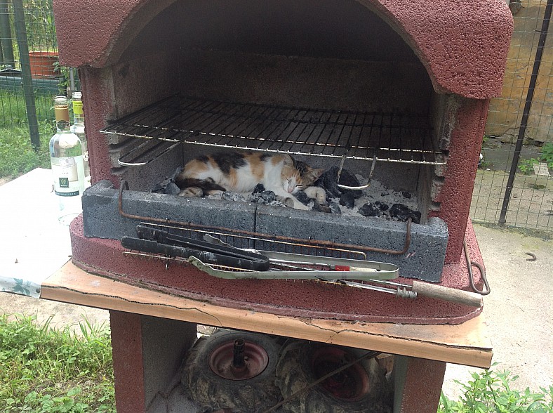 Dantes Wings Gifs n Things