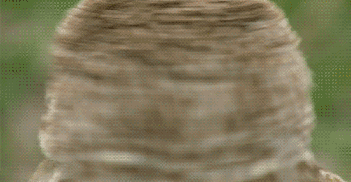 Dantes Wings Gifs n Things