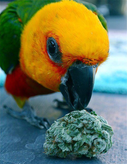 Dantes Wings Gifs n Things