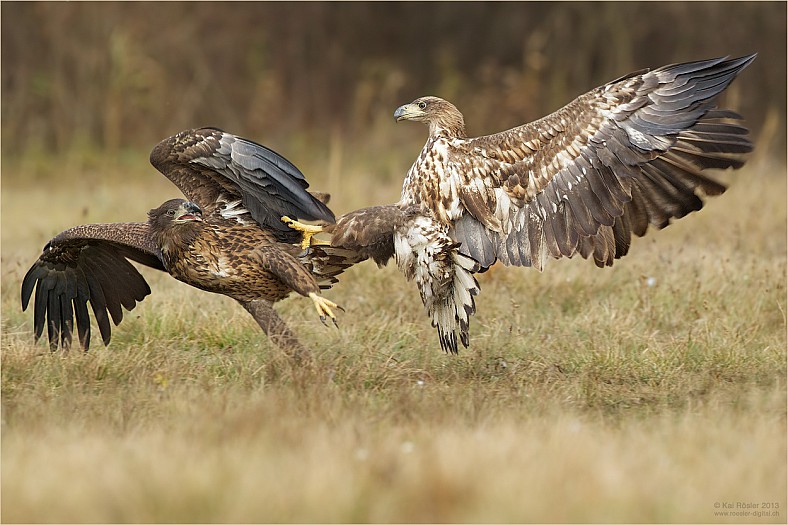 Dantes Wings Gifs n Things