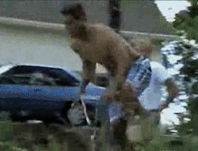 Dantes Wings Gifs n Things