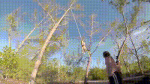 Dantes Wings Gifs n Things