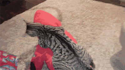 Dantes Wings Gifs n Things