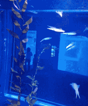 Dantes Wings Gifs n Things