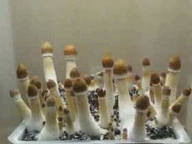 the uploader skipped my hotwings again so here is some shrooms to munch on
