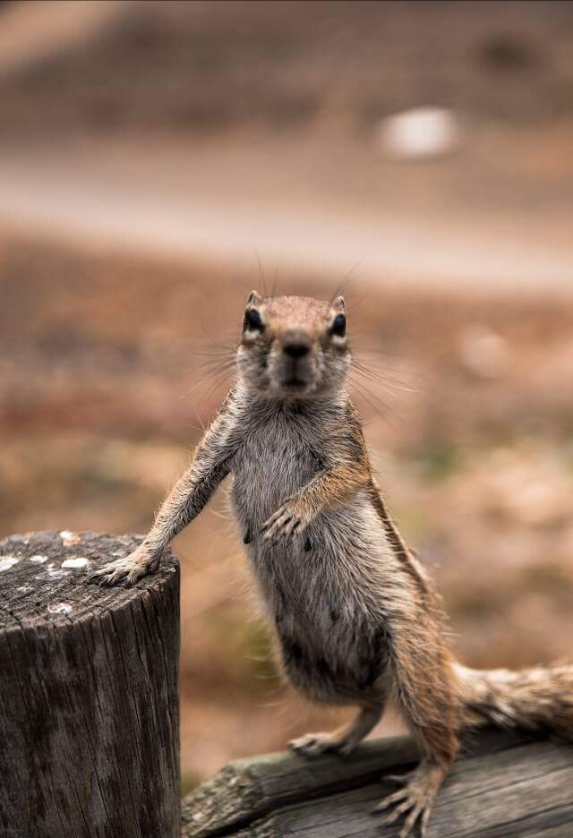 Dante's Wings Gifs n Things #398