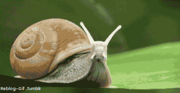 Dante's Wings Gifs n Things #398