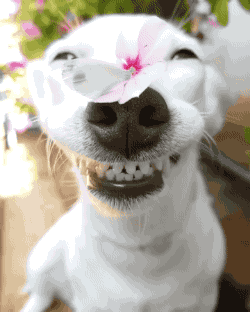 dog with butterfly on nose gif