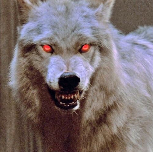 Dante's Wings Gifs n Things #532