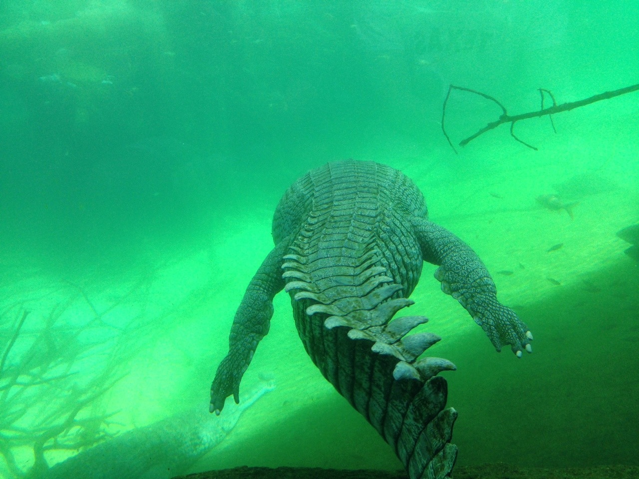 Dante's Wings Gifs n Things #532