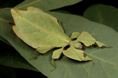 phyllium bioculatum