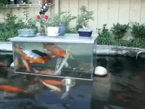 inverted fish tank