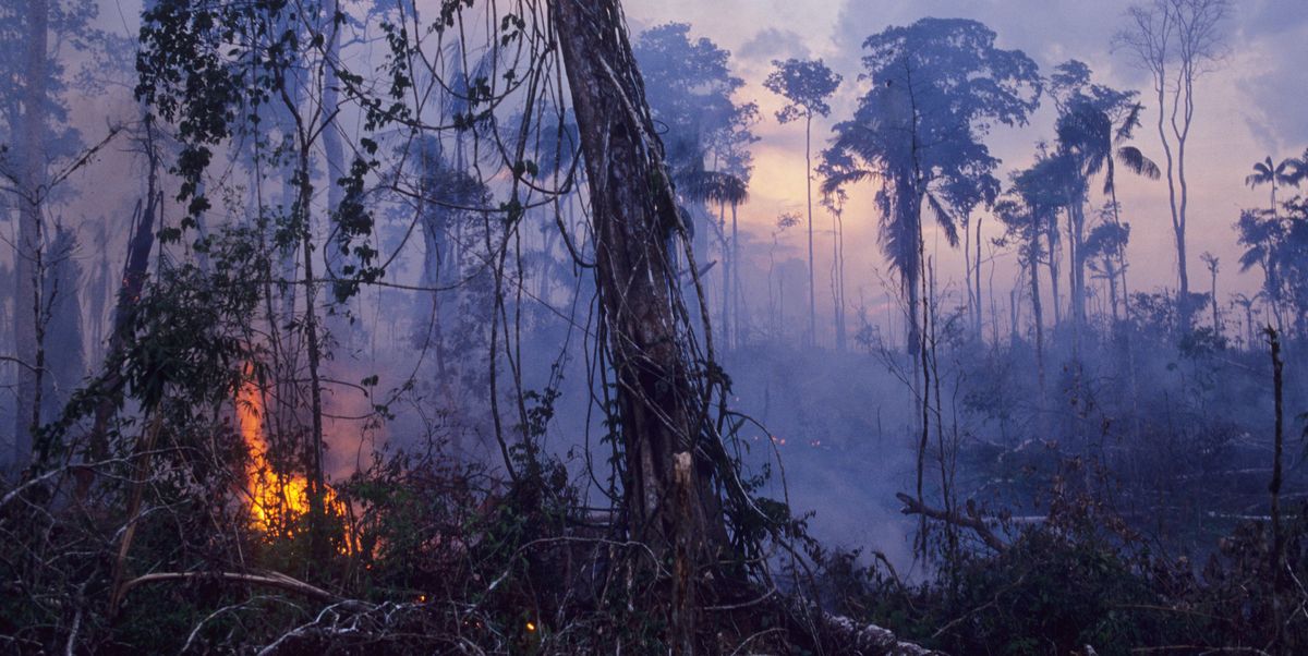 amazon rainforest