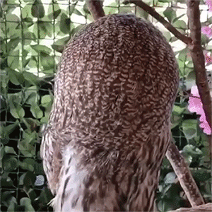 poking owl gif