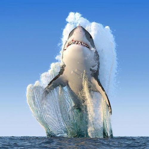 great white shark leaping from water