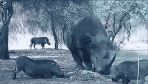 rhino warthog gif