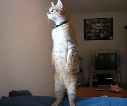 standing cats - cat standing on hind legs
