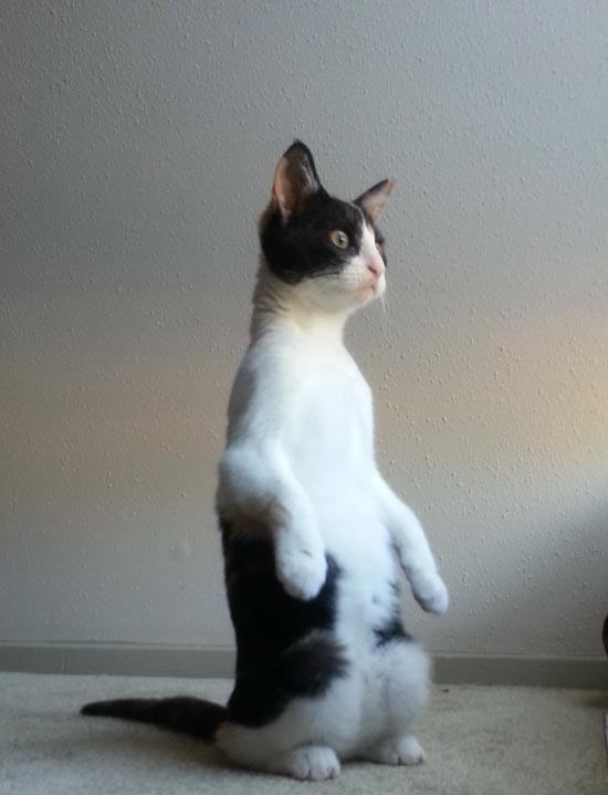 standing cat on hind legs
