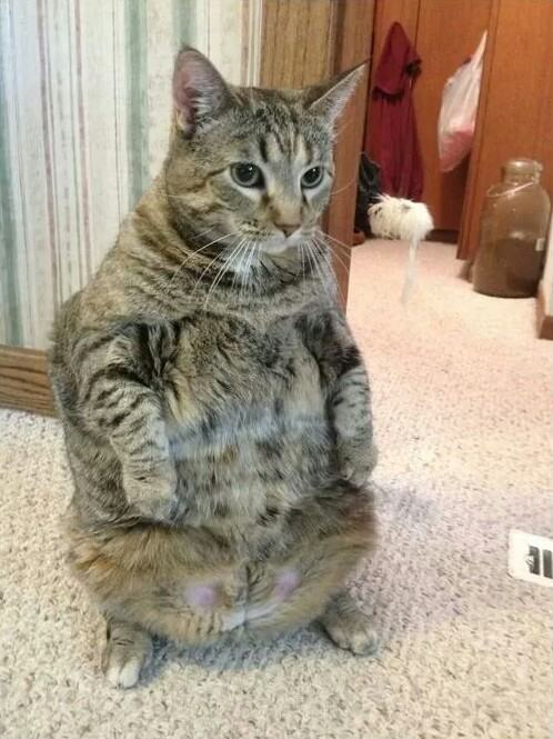 standing cat sitting like human