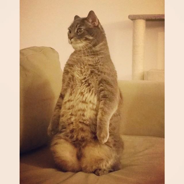 standing Cat looking pensive