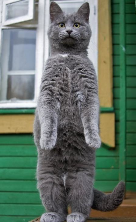 standing cat standing on hind legs