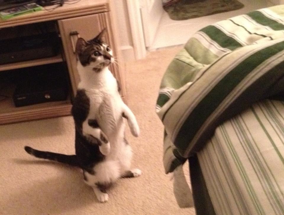 standing cat standing on hind legs