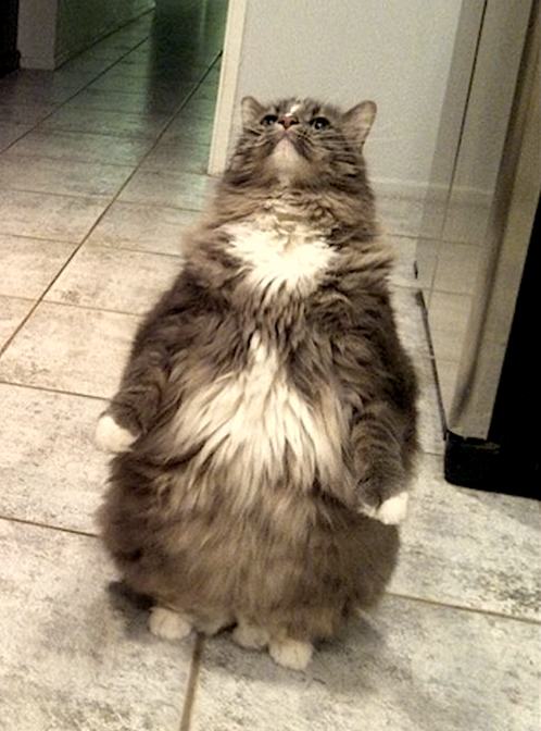 standing cat on their hind legs