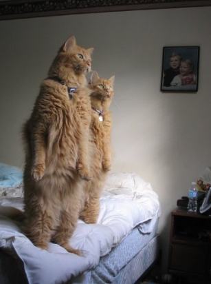 standing cat standing up