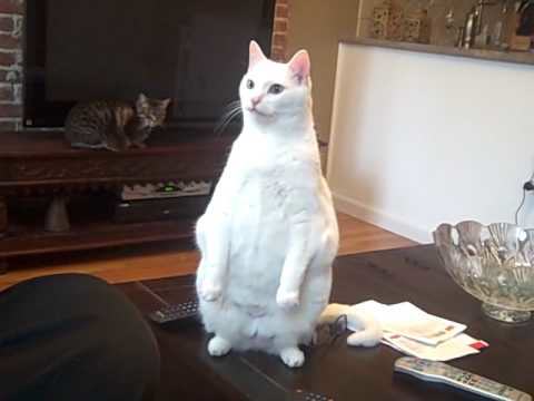 standing cat fat cats standing up
