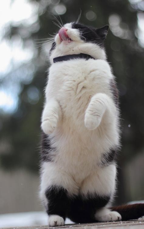 standing cat standing up meme