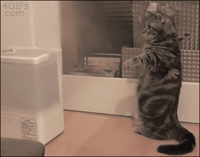 standing cat humidifier gif - 4 Gifs .com