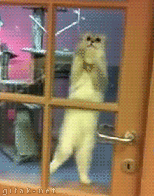 standing cat scratching at window gif - gifa knet