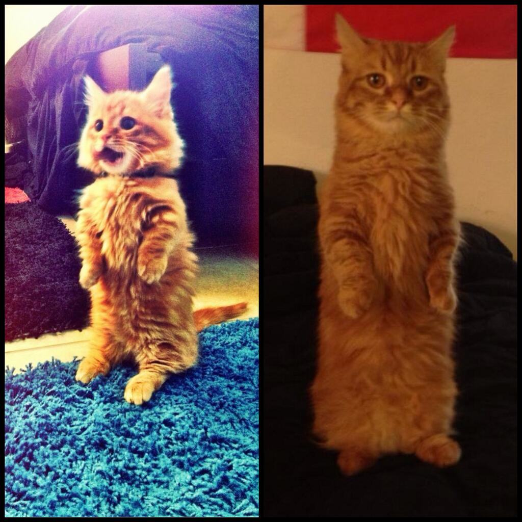 standing cat on their back legs