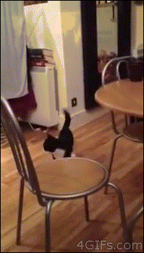 standing cat hopping on hind legs gif - 4GIFs.com