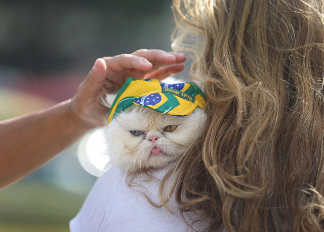 cat world cup